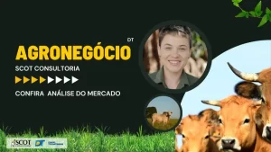 Scot Consultoria: confira a análise do mercado bovino no estado do Tocantins; preço brutos Ã  vista, Norte e Sul