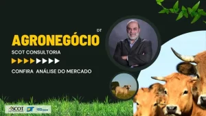 Mercado do Boi Gordo no Tocantins: análise do primeiro mÃªs do ano por Alcides Torres