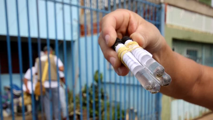 Vacina contra dengue no SUS: governo define 14 municípios tocantinenses que vão receber doses; veja lista