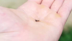 Casos de Dengue sobem 87% no Tocantins e acendem alerta; Zika também entra na lista