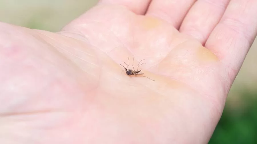 Casos de Dengue sobem 87% no Tocantins e acendem alerta; Zika também entra na lista