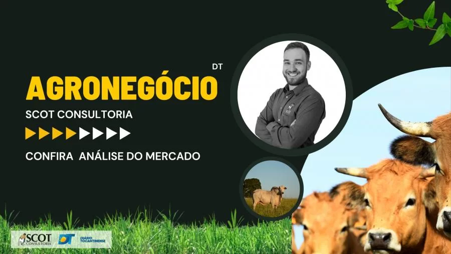 Confira o mercado do Boi Gordo no TO após o feriado de Carnaval