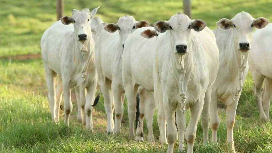 Mercado do boi gordo em Tocantins segue pressionado; confira as cotações na região norte e sul do estado