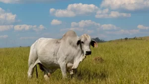 Mercado do Boi Gordo no Tocantins: análise das regiões Norte e Sul do estado com o analista da Scot Consultoria João Lucas