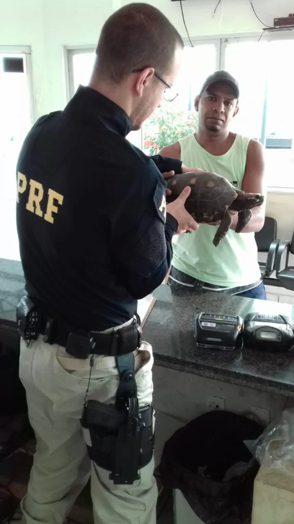 Motorista de caminhÃÂ£o resgata jabuti na rodovia e entrega ÃÂ  PRF