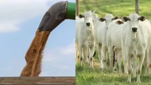 Scot Consultoria faz análise do mercado pecuário, tira dúvidas e comenta expectativa da safra de grãos; confira