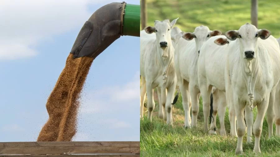 Scot Consultoria faz análise do mercado pecuário, tira dúvidas e comenta expectativa da safra de grãos; confira