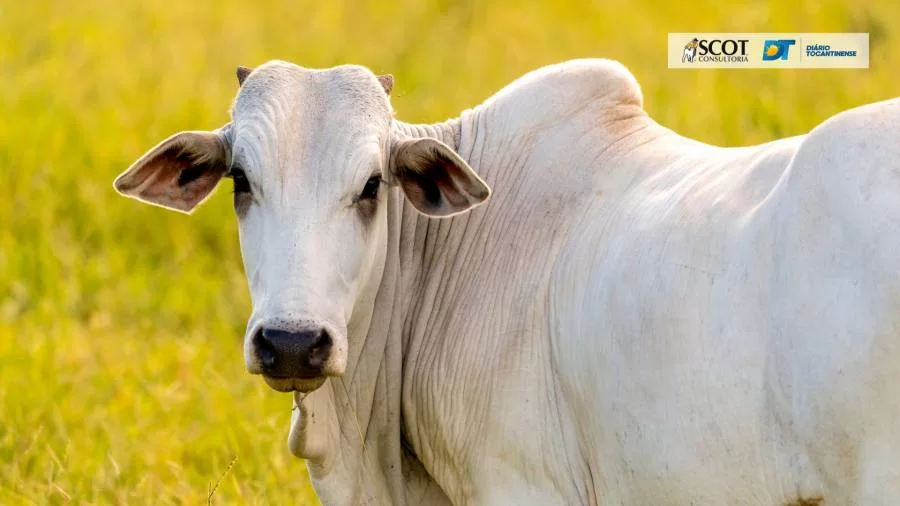 Boi Gordo, Vaca e Novilha | confira a análise do mercado pecuário nas regiões norte e sul do estado do Tocantins