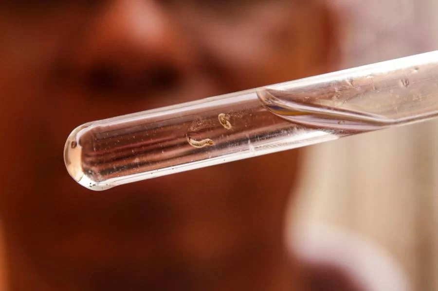 Combate Ã  dengue: SESI lança canal gratuito de telemedicina para atender trabalhadores da indústria