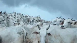 Mercado do boi gordo em Tocantins segue retraído; confira as cotações na região norte e sul do estado