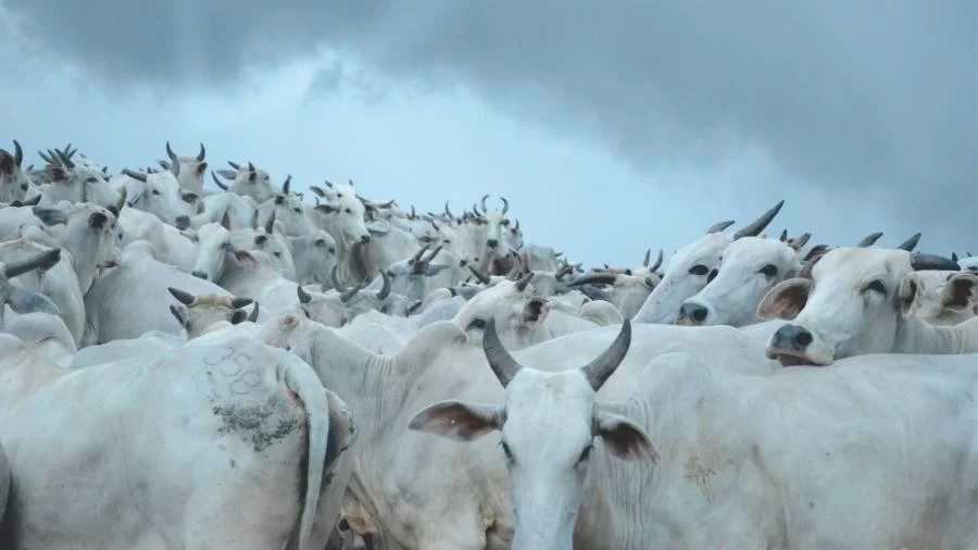 Mercado do boi gordo em Tocantins segue retraído; confira as cotações na região norte e sul do estado