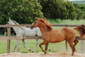 Adapec passa a exigir o cadastro obrigatório para cavalgada e tropeada no Tocantins