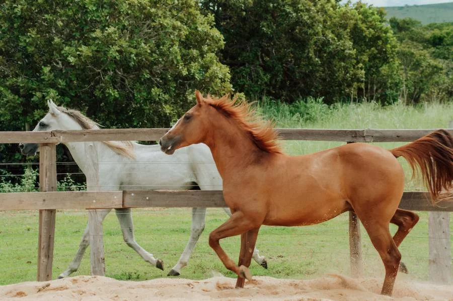 Adapec passa a exigir o cadastro obrigatório para cavalgada e tropeada no Tocantins