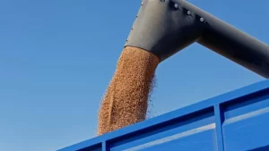 Safra de grãos de 2024 tem redução de 8% por conta das chuvas, diz Conab; estimativa é de 294,1 milhões de toneladas