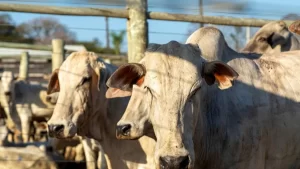 Mercado do boi gordo em Tocantins segue estável; confira as cotações na região norte e sul do estado