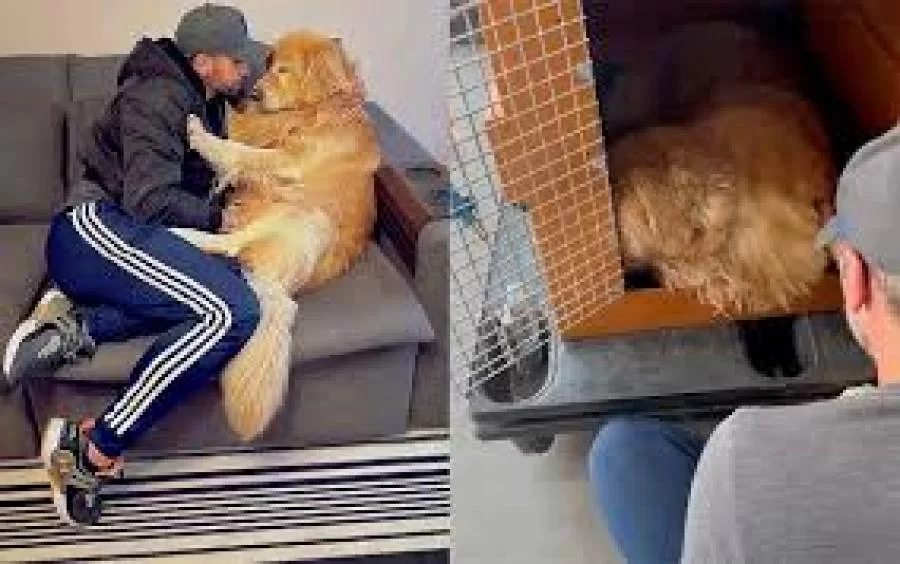 ANAC instaura processo para apurar morte do cachorro Joca, após ser transportado pela Gol para o estado errado