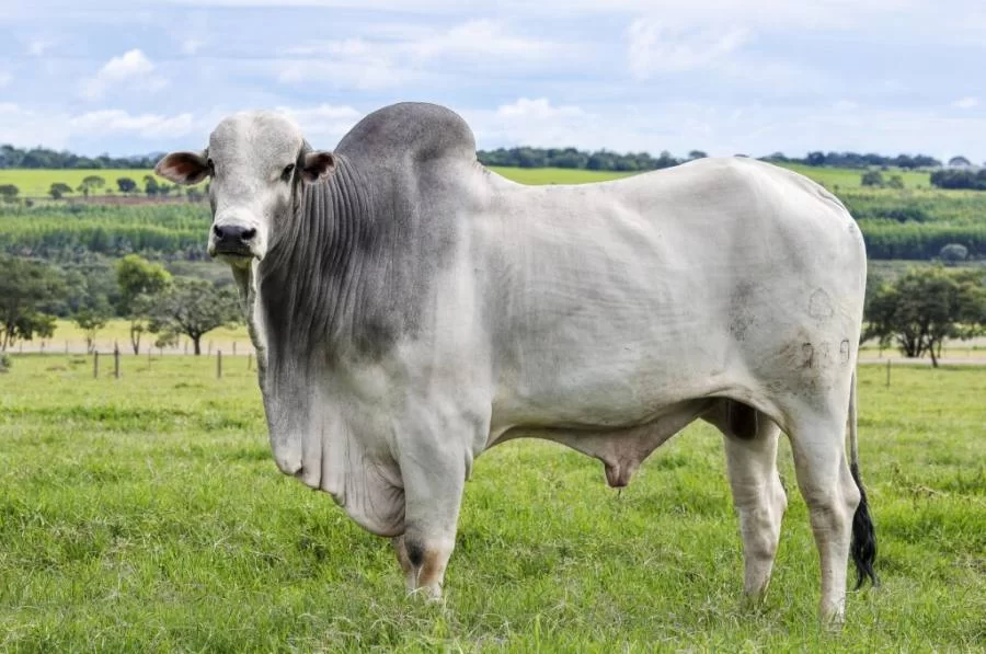 Boi Gordo | confira a análise do mercado pecuário nas regiões norte e sul do estado do Tocantins