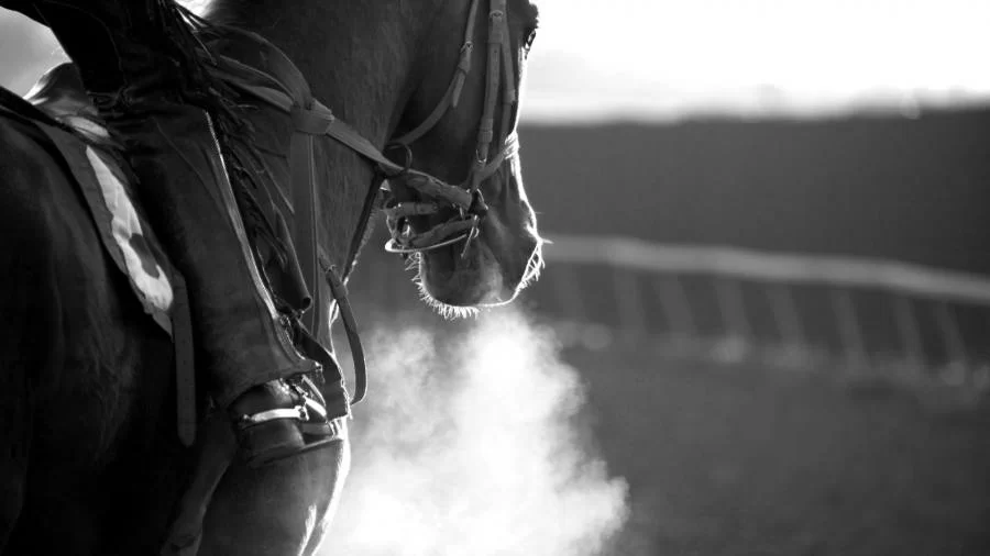 MPTO apura eventual responsabilidade sobre morte de animal durante cavalgada em Gurupi