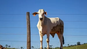 Mercado pecuário retorna após feriado em bom ritmo, aponta análise; confira a cotação na região Norte e Sul do Tocantins