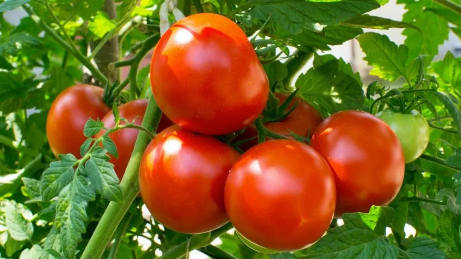 Produção de tomate industrial enfrenta desafios em 2024, aponta associação