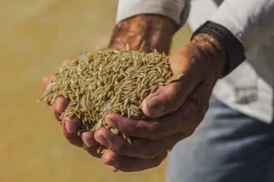 Governo define parÃ¢metros para importação de arroz visando aliviar impactos climáticos