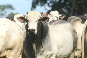 Mercado do Boi Gordo no Tocantins: análise das regiões Norte e Sul do estado com o analista da Scot Consultoria Pedro Gonçalves