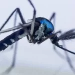 Dengue volta ao radar em Colinas e no Tocantins: veja sintomas, sinais de alerta e situação da doença no Estado
