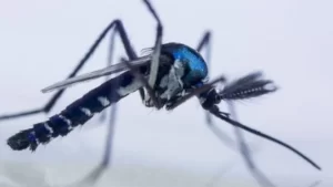 Por que o Tocantins segue em alerta mesmo com a nova vacina brasileira contra a dengue