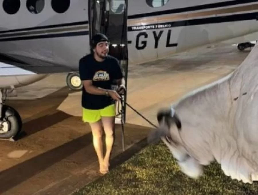 Troco: Nattanzinho tenta levar vaca de Henrique e Juliano dentro de  avião; confira o vídeo