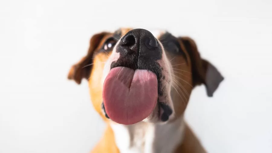 Os "lambeijos" dos pets podem transmitir doenças? Entenda;