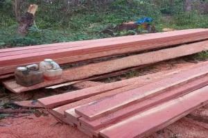 PF prende suspeitos de desmatamento em áreas reservadas para revenda de forma ilegal