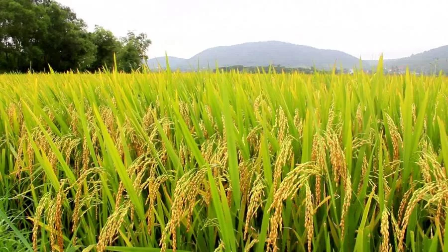 Governo continua com leilão de importação de arroz; setor produtivo aguarda reversão da medida no STF