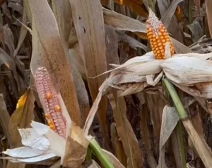 Anomalia da espiga presa no milho intriga especialistas em agricultura