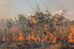 Tocantins registra aumento de 48% nos focos de queimadas