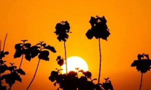 Previsão do Tempo para o Tocantins promete massa de ar seco predominando na região