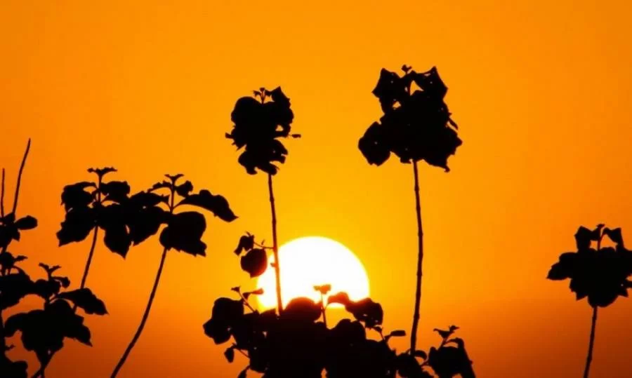 Previsão do Tempo para o Tocantins promete massa de ar seco predominando na região