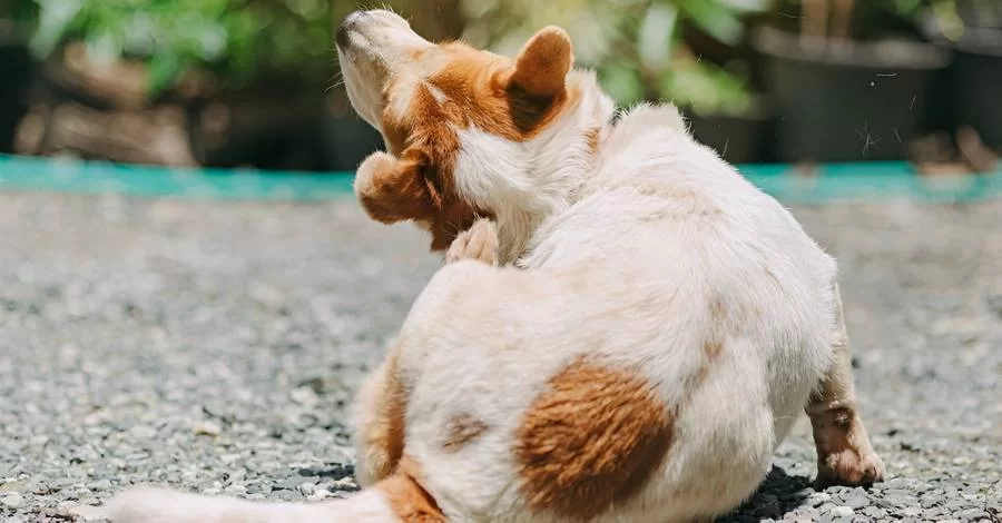 Especialista em dermatologia veterinária dá orientações fundamentais para garantir a saúde da pele dos pets