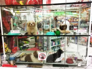 Nova lei sancionada São Paulo proíbe venda de cães e gatos em vitrine