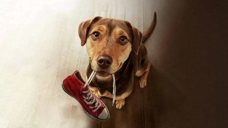 Filme "A Caminho de Casa" emociona espectadores com a jornada da cadelinha Bella na Netflix