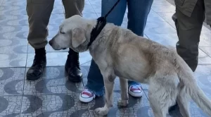 Cachorro é resgatado após ser encontrado preso, sem alimentação e com claros sinais de maus-tratos em Gurupi