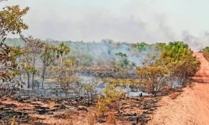 Tocantins é o estado mais afetado pelas queimadas em todo o Cerrado