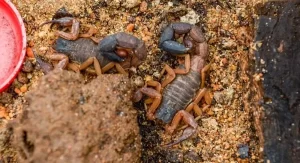 Aumenta o número de acidentes com animais peçonhentos em Palmas