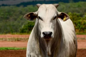 Confira a cotação do mercado do boi desta semana no Tocantins