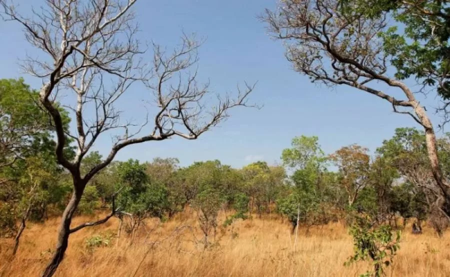 Desmatamento no Tocantins tem queda de 18,29% em julho