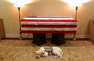 Fiel atÃÂ© o fim :Cachorro que acompanhava pai de George W. Bush ÃÂ© visto deitado ao lado do caixÃÂ£o