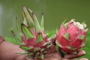 Produtor rural investe na produÃÂ§ÃÂ£o e comercializaÃÂ§ÃÂ£o de mudas de Pitaya em Colinas