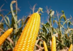 ProduÃÂ§ÃÂ£o de milho deverÃÂ¡ ser maior em 2019 mas estoques finais serÃÂ£o menores.