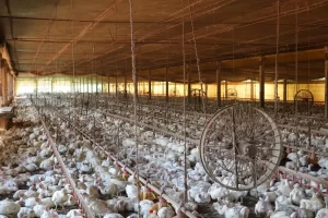 Agropecuarista de Colinas investe na criaÃÂ§ÃÂ£o de frangos na regiÃÂ£o do Bico do Papagaio