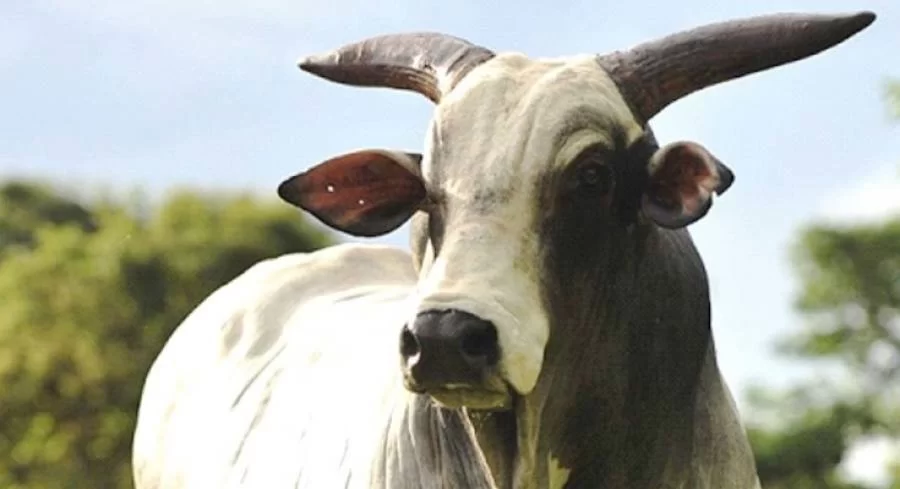 Mercado do boi gordo comeÃÂ§a a perder movimentaÃÂ§ÃÂ£o