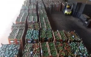 TECA/Palmas serÃÂ¡ operado pela Ponta Negra LogÃÂ­stica